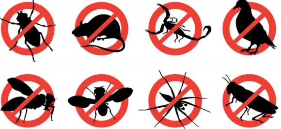 North Vancouver Pest Control Pest Management Services In North Vancouver Bc 7306