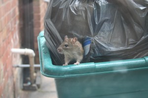 Open garbage can bring rats