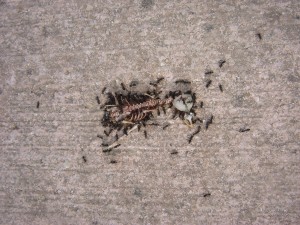 Pest control of ants