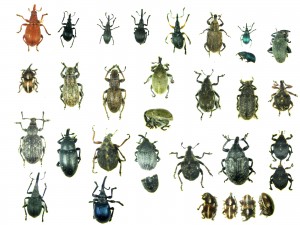 many types of bugs