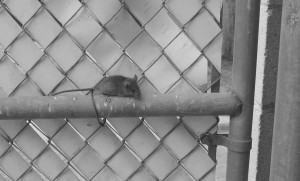 mouse on barbed wire